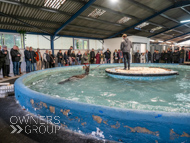 WG031025-35 - Golden De Coeur swimming